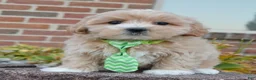 Maltipoo dogs for sale: Milo - Ad 7