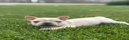 French Bulldog dogs for sale: Evan - Ad 4
