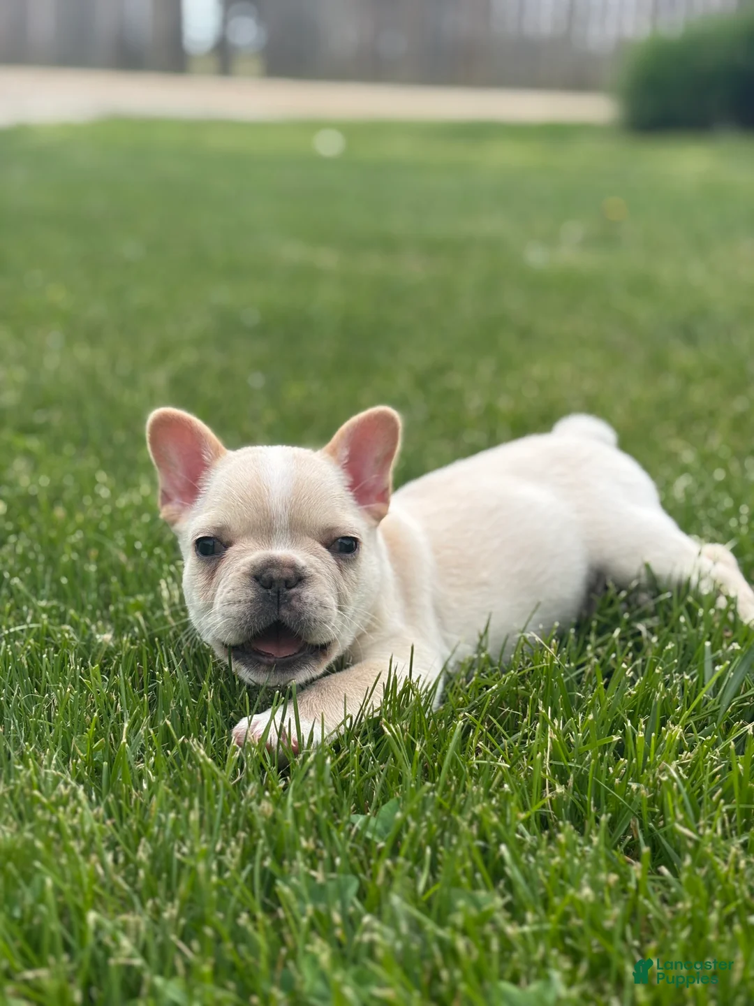 French Bulldog dogs for sale: Evan - Ad 4