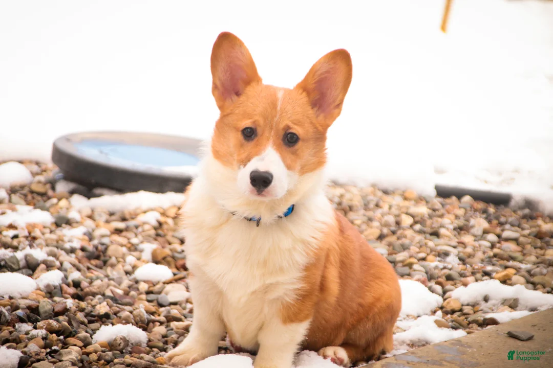 Welsh Corgi Pembroke dogs for sale: Steele - Ad 7