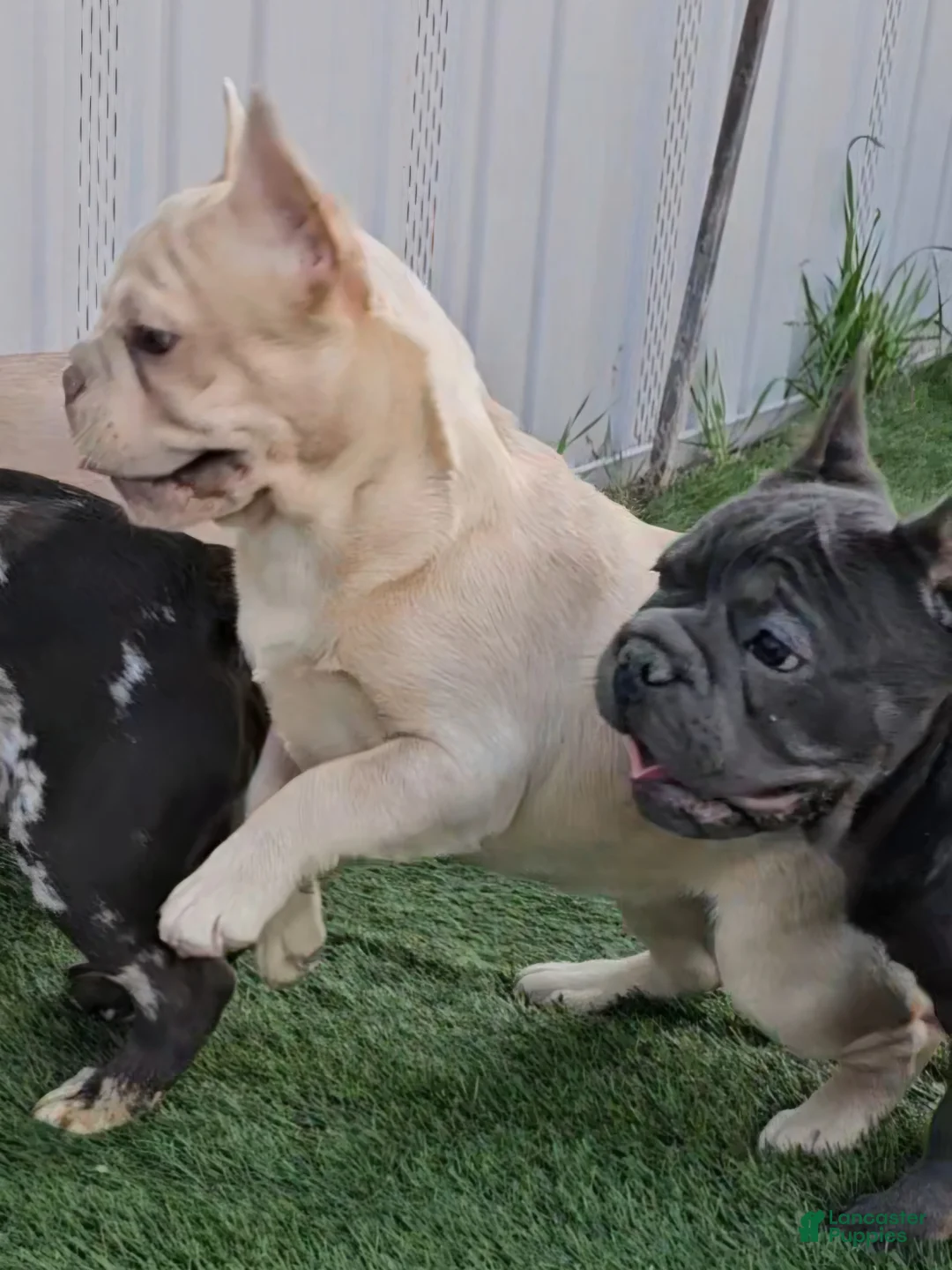 French Bulldog dogs for sale: French Bulldog Puppy 2 - Ad 15