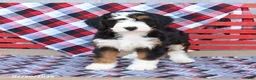 Mini Bernedoodle dogs for sale: Grover - Ad 3