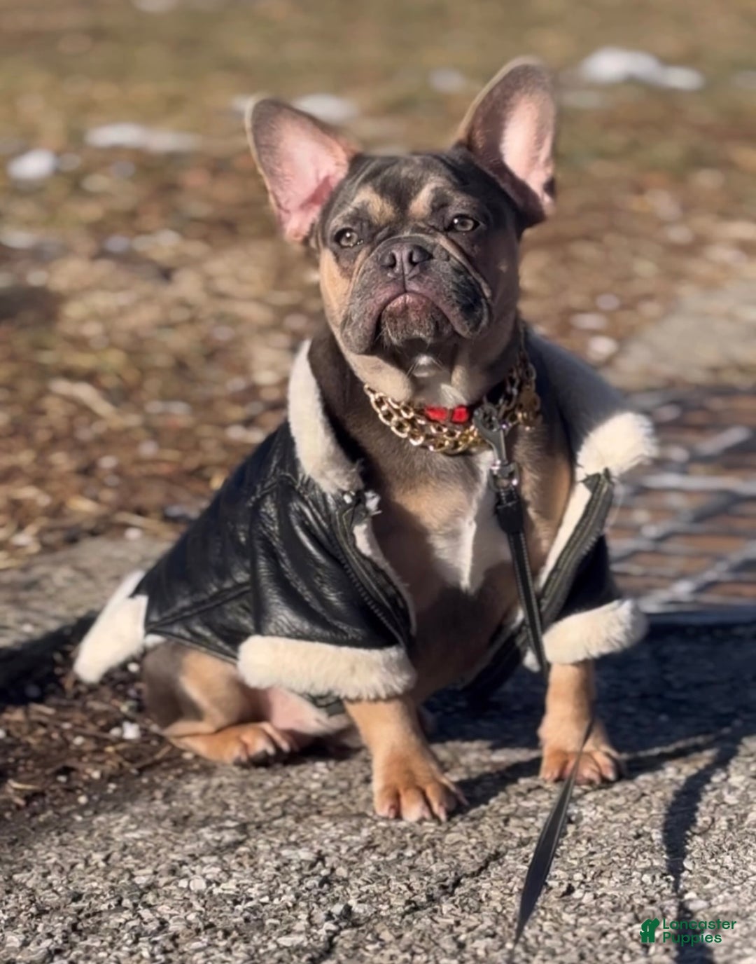 French Bulldog dogs for sale: French Bulldog Puppy 2 - Ad 1