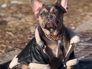 French Bulldog dogs French Bulldog Puppy 2 - Ad 40