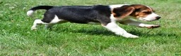 Beagle dogs for sale: Cash - Ad 6