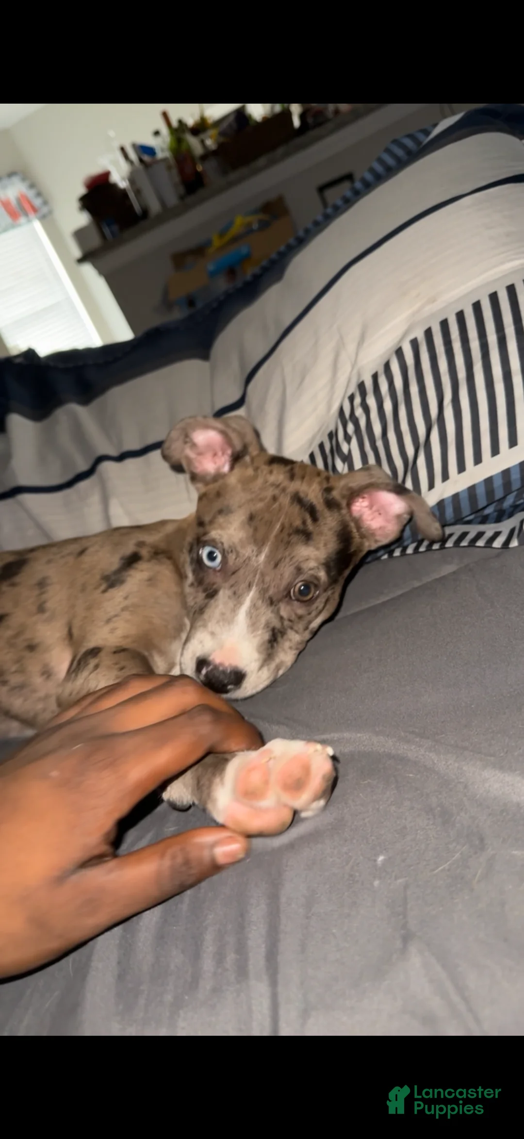 American Pit Bull Terrier dogs for sale: American Pit Bull Terrier Puppy 1 - Ad 2