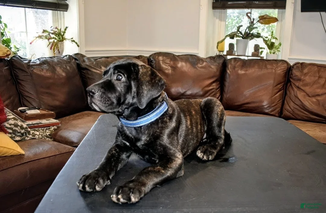 Presa Canario dogs for sale: Ms. Blue - Ad 1