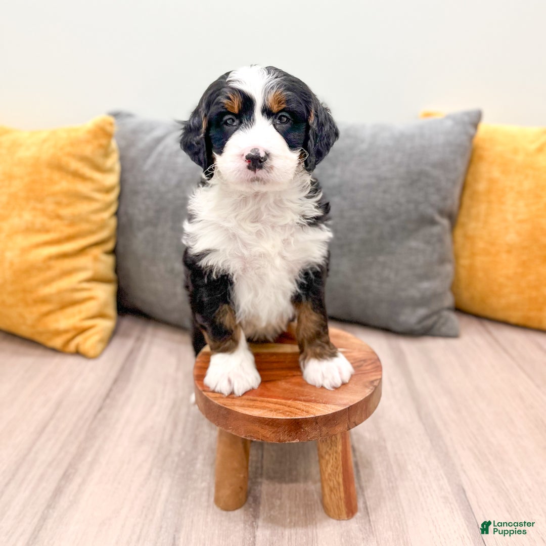 Mini Bernedoodle dogs for sale: Rocket - Ad 3