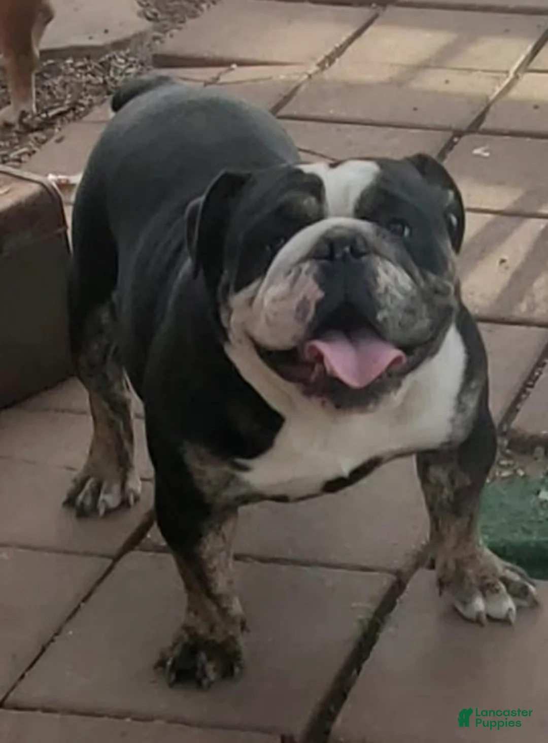 English Bulldog dogs for sale: SWEETIE PIE - English Bulldog   - Ad 7