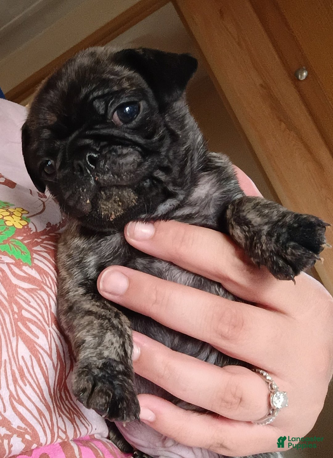 Pug dogs for sale: Pug Puppy 3 - Ad 1