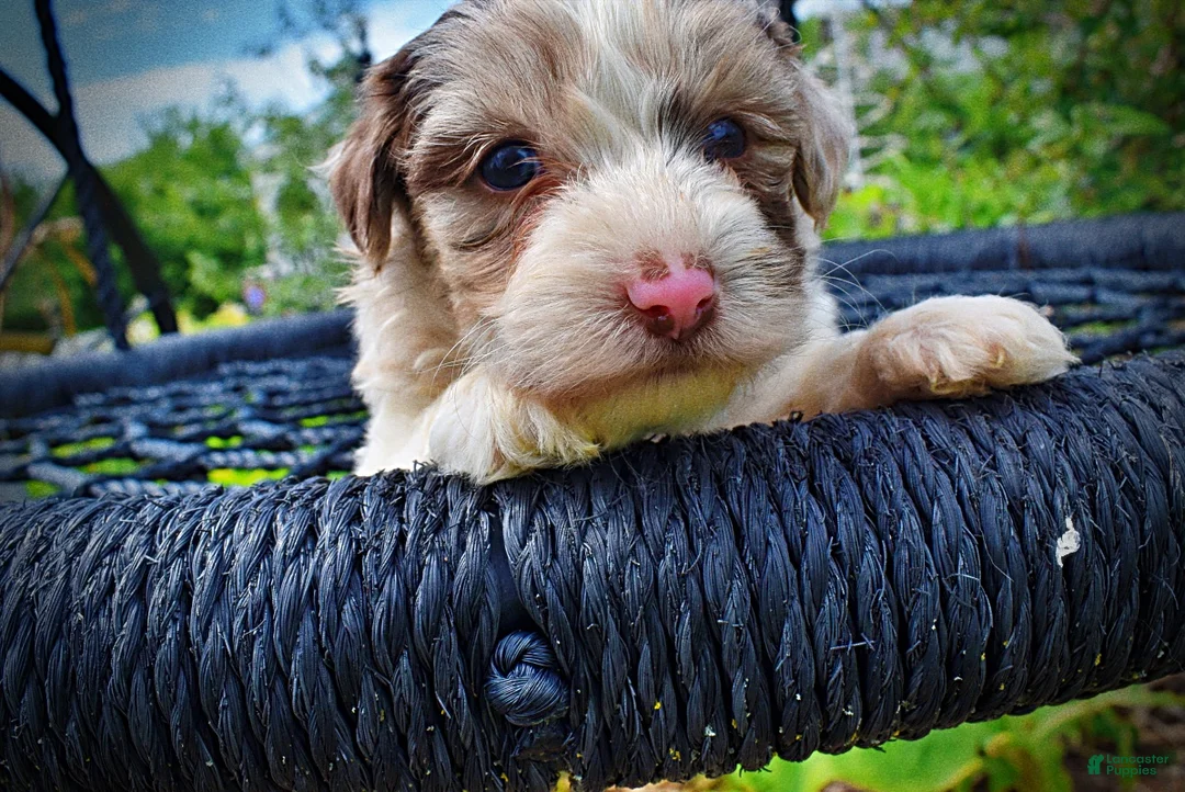 Havapoo dogs for sale: Simba - Ad 2