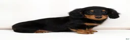 Miniature Dachshund dogs for sale: Harley - Ad 8