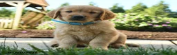 Golden Retriever dogs for sale: Harley - Ad 1