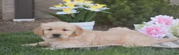 Golden Retriever dogs for sale: Madison - Ad 4