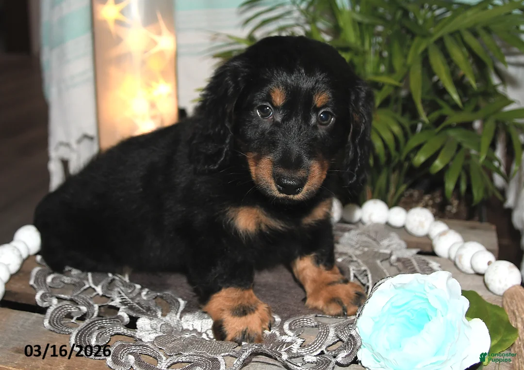 Dachshund dogs for sale: Remi - Ad 1
