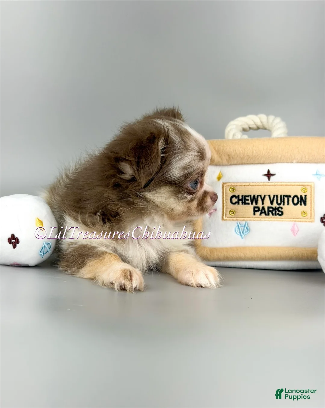 Chihuahua dogs for sale: Katrina - Ad 2