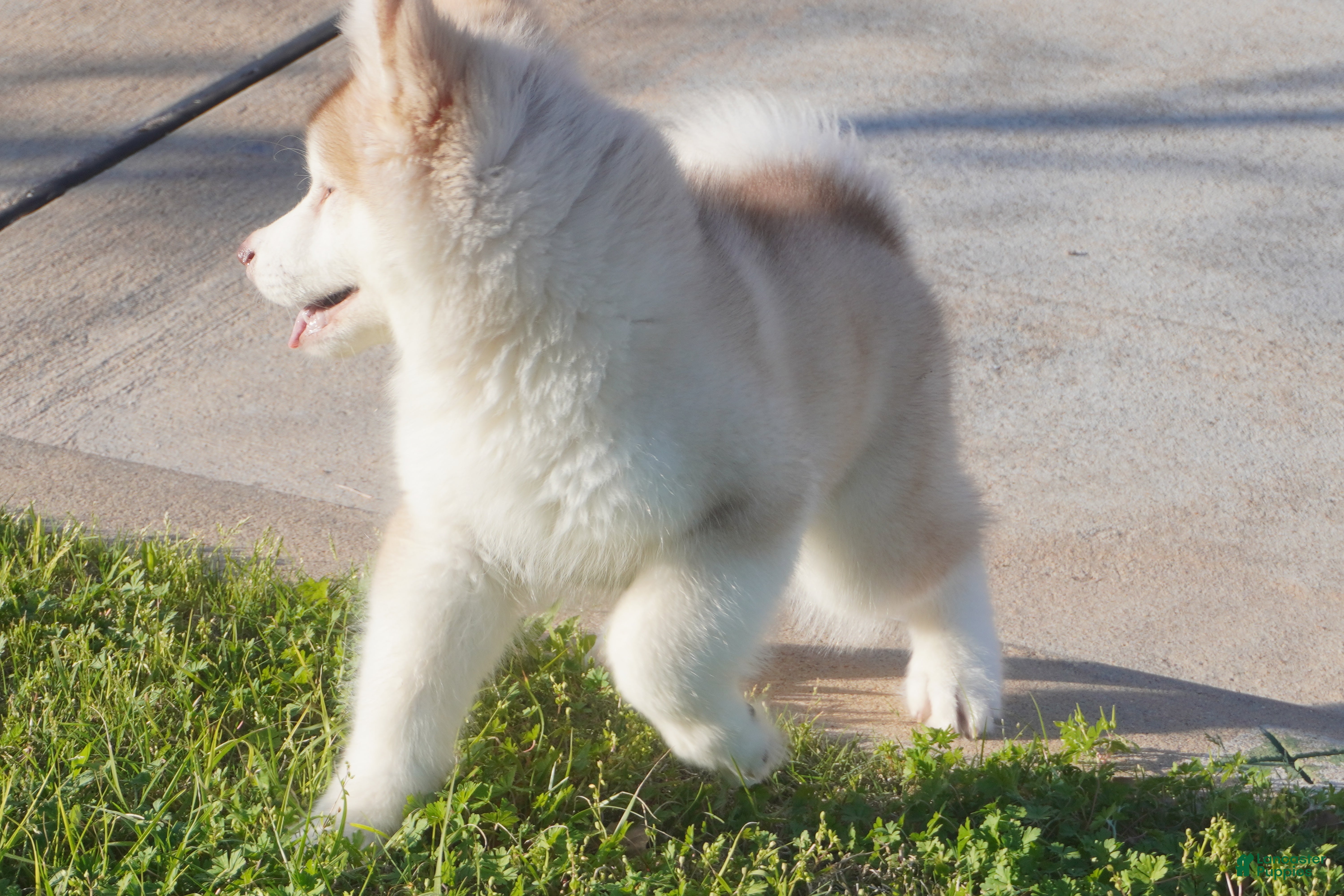Alaskan Malamute dogs Apple - Ad 2