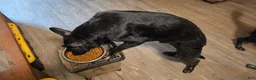 German Shepherd dogs for sale: German Shepherd 1 - Ad 3