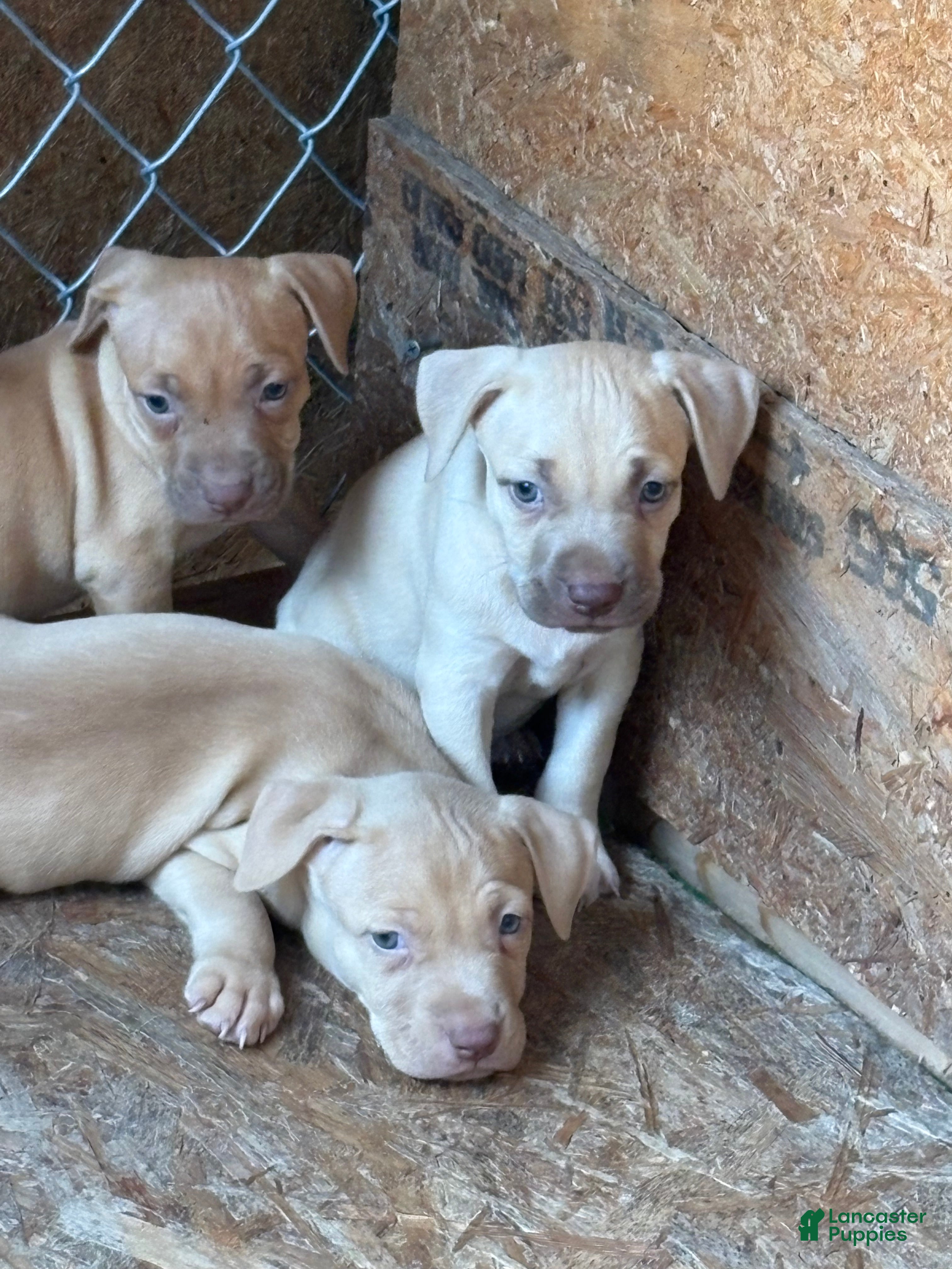American Pit Bull Terrier dogs American Pit Bull Terrier 3 - Ad 27