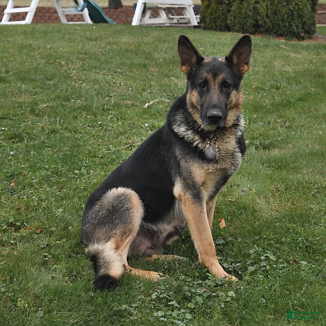 German Shepherd dogs for sale: Spike - Ad 6