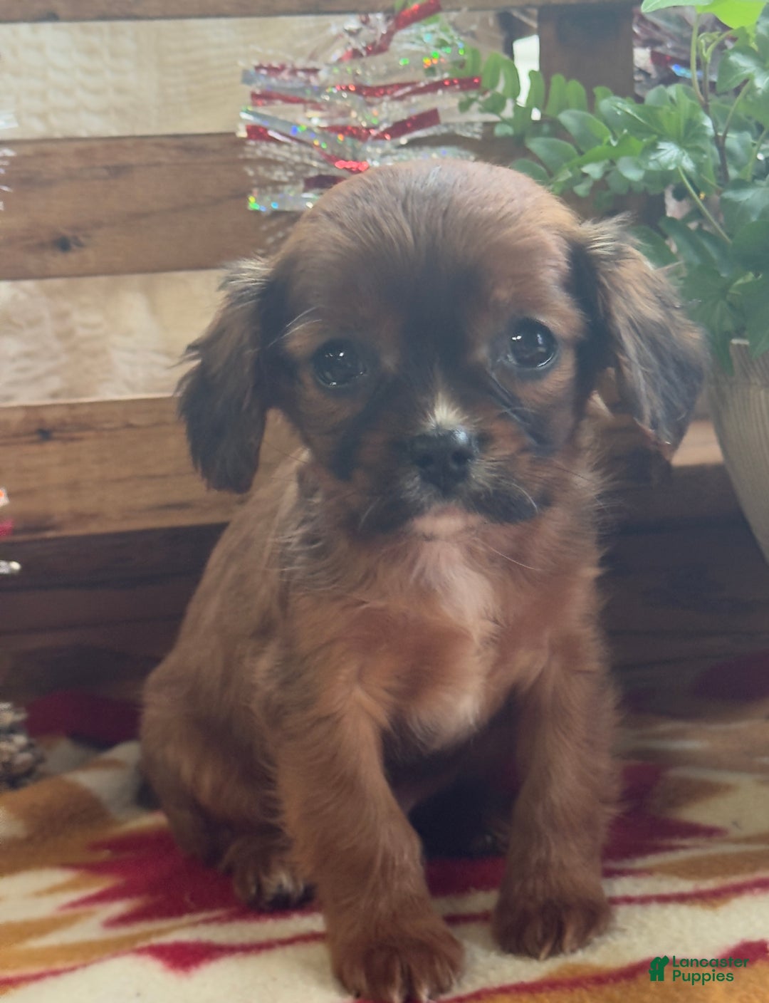 Mixed Breed dogs for sale: Shep - Ad 5