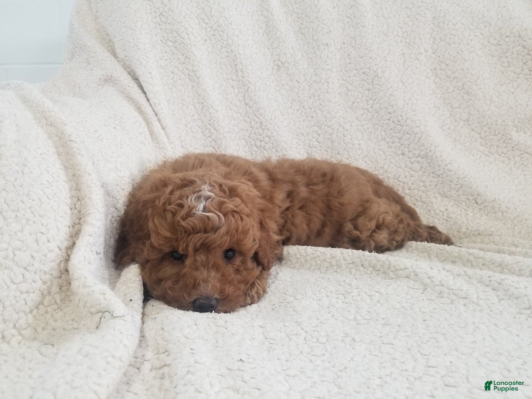 Mini Goldendoodle dogs for sale: Mini Goldendoodle Puppy 4 - Ad 9