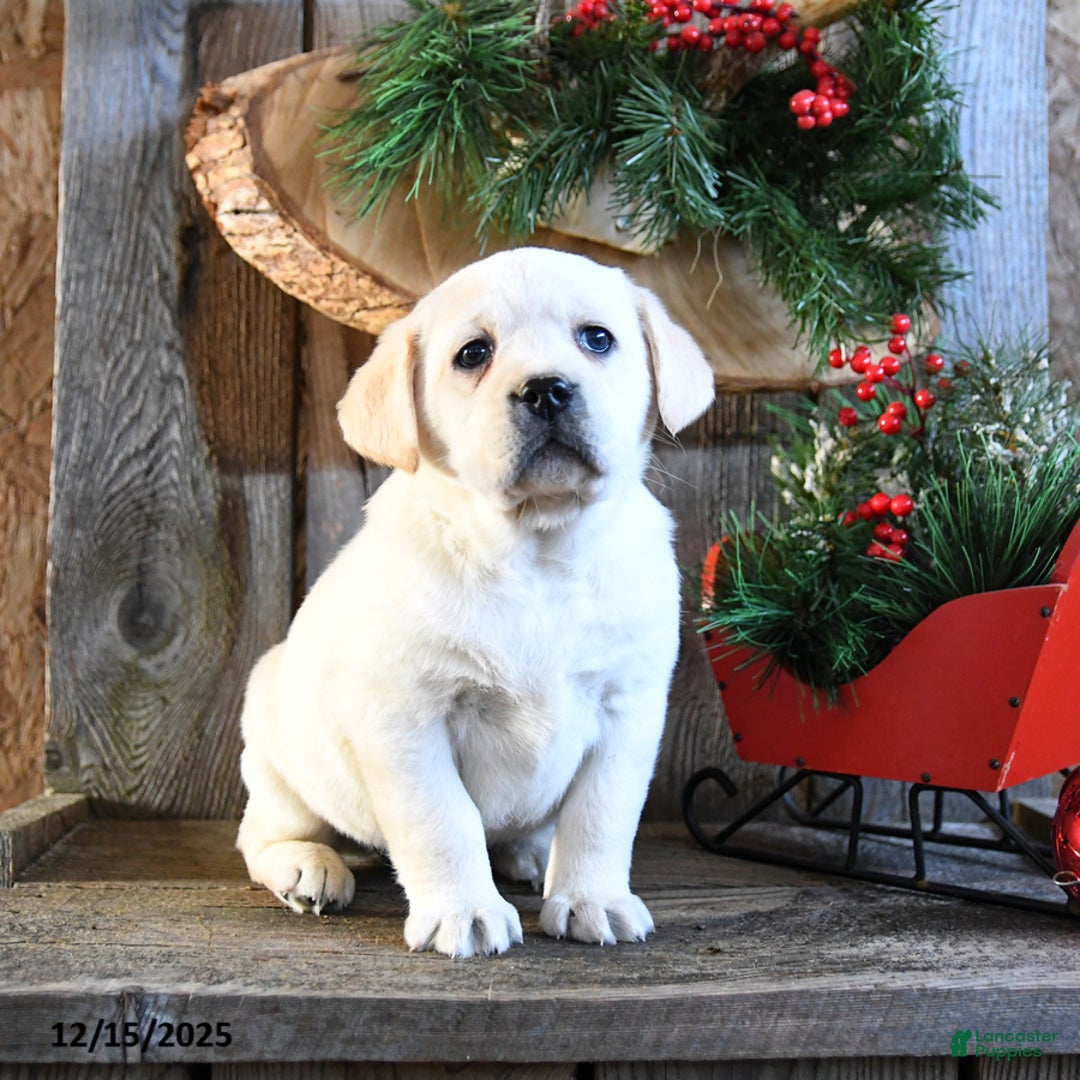Labrador Retriever dogs for sale: Stacy - Ad 3