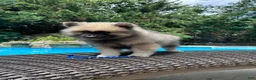 Keeshond dogs for sale: Teddy  - Ad 2