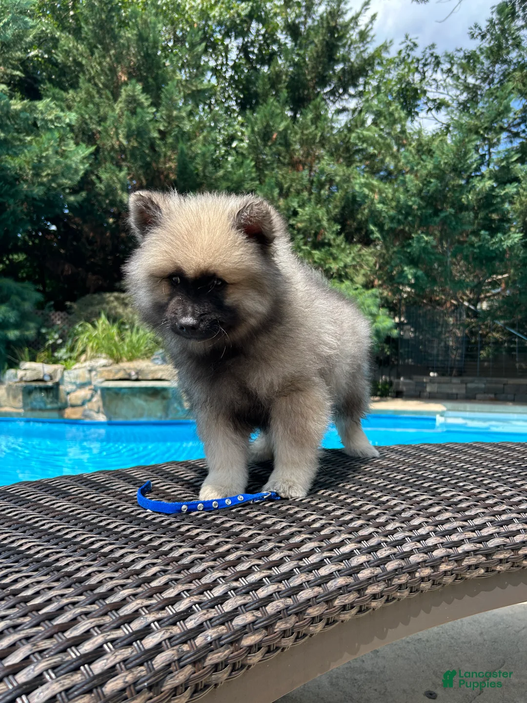 Keeshond dogs for sale: Teddy  - Ad 2