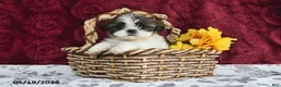 Shih Tzu dogs for sale: Stormy - Ad 1