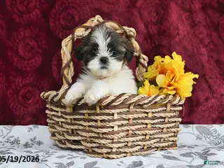 Shih Tzu dogs for sale: Stormy - Ad 1