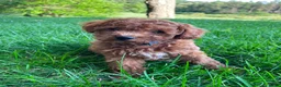 Cavapoo dogs for sale: Miss Arlee - Ad 3