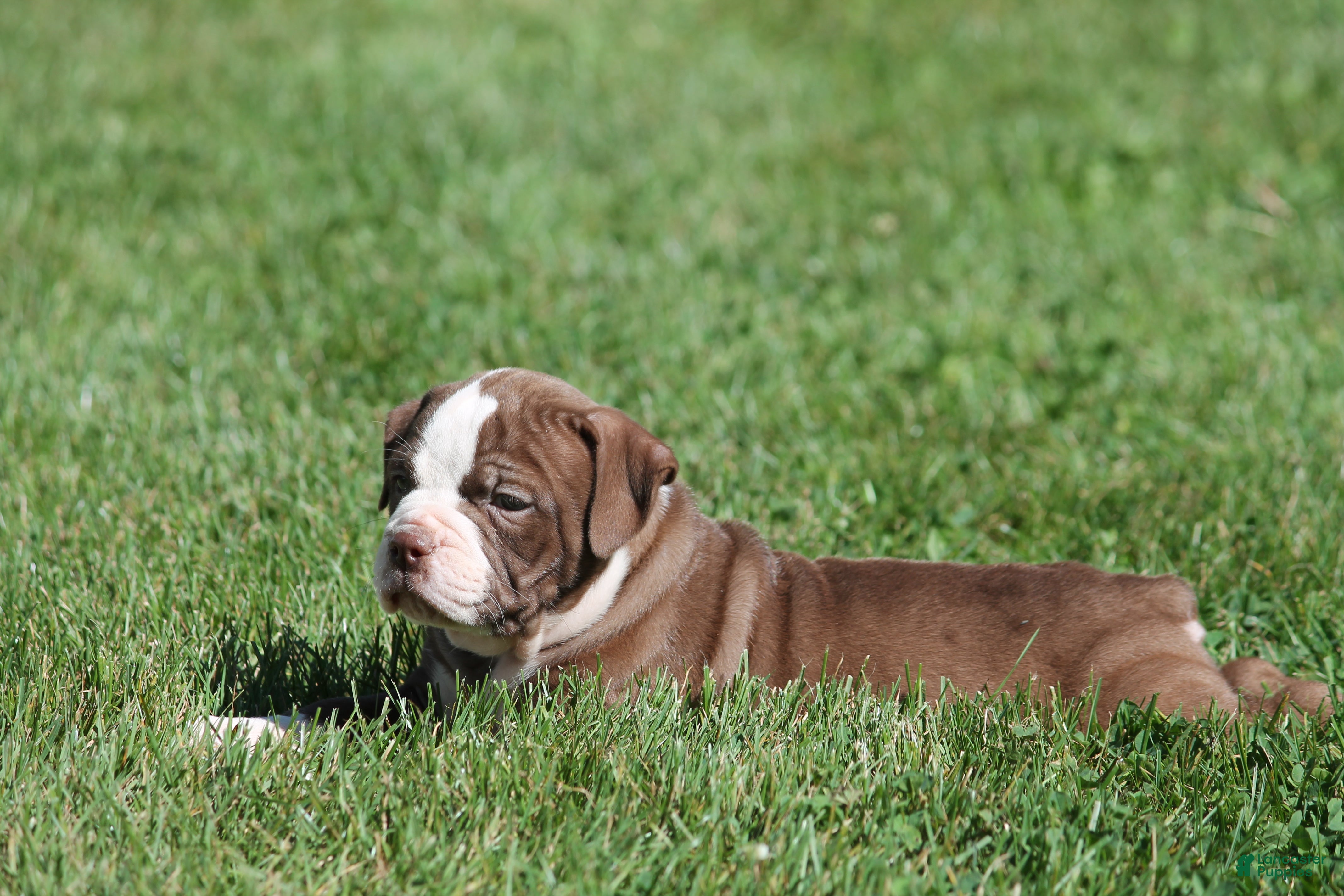 Olde English Bulldogge dogs Bluegates ETHYL - Ad 2