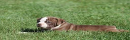 Olde English Bulldogge dogs for sale: Bluegates ETHYL - Ad 2