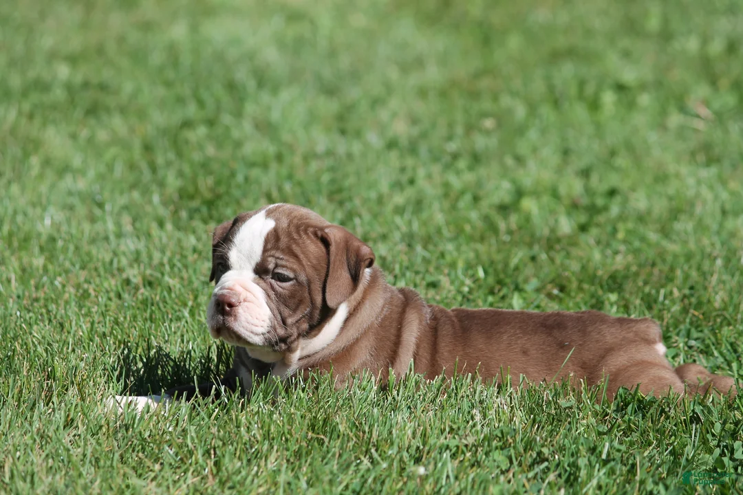 Olde English Bulldogge dogs for sale: Bluegates ETHYL - Ad 2