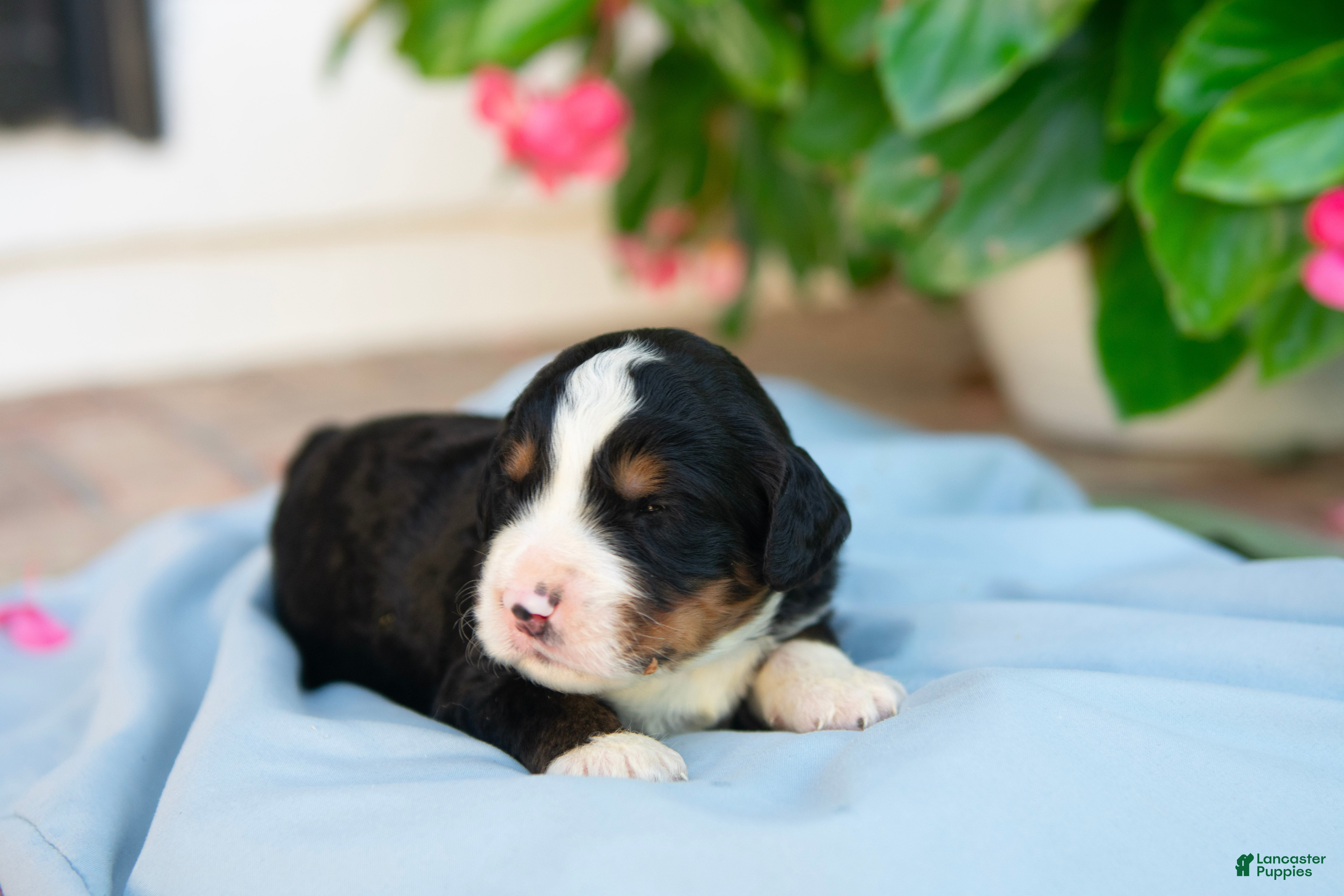 Bernedoodle dogs Frederick - Ad 2