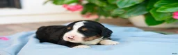 Bernedoodle dogs for sale: Frederick - Ad 2