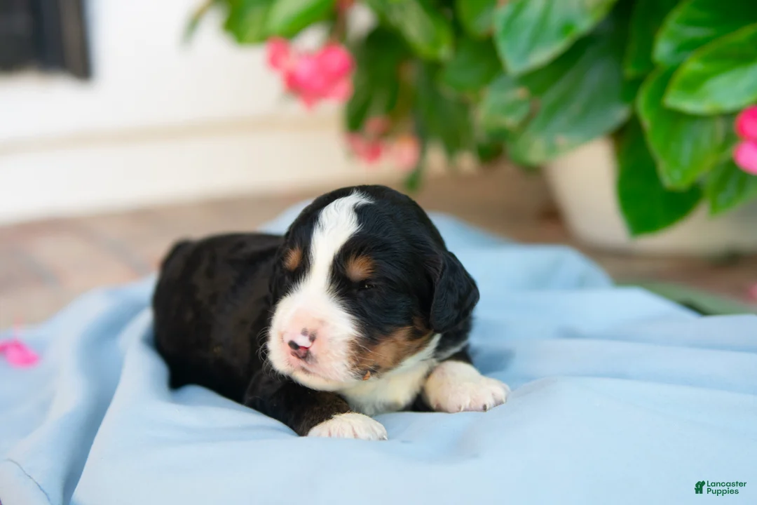 Bernedoodle dogs for sale: Frederick - Ad 2