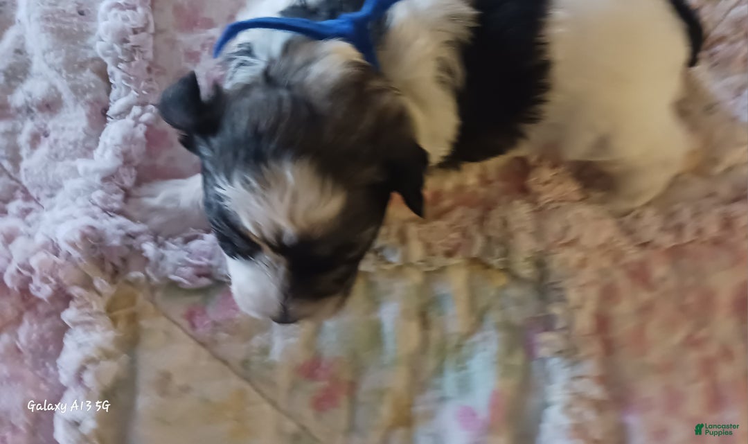 Miniature Schnauzer dogs for sale: Mia's Blue Ribbon Boy  - Ad 2