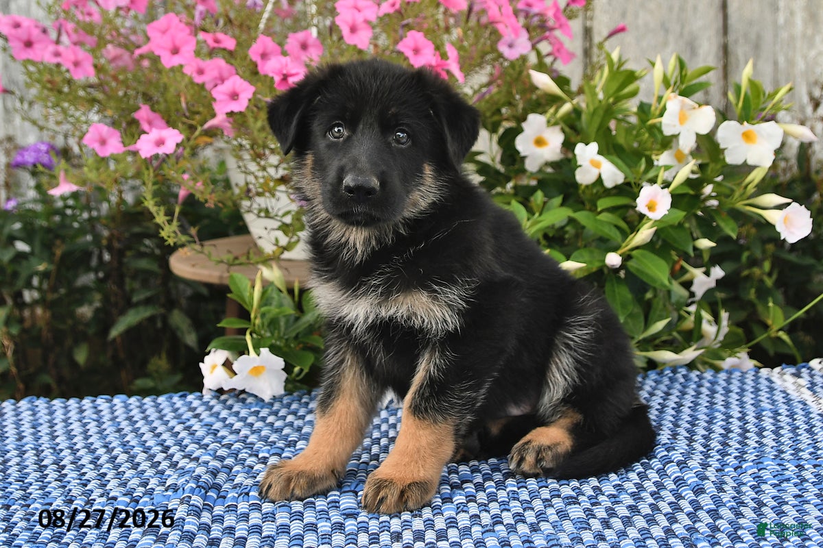 German Shepherd dogs Atlas - Ad 1