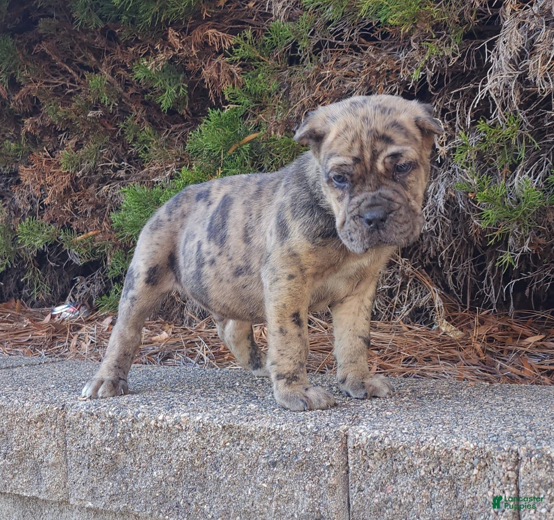 Cane Corso dogs for sale: Patches - Ad 5