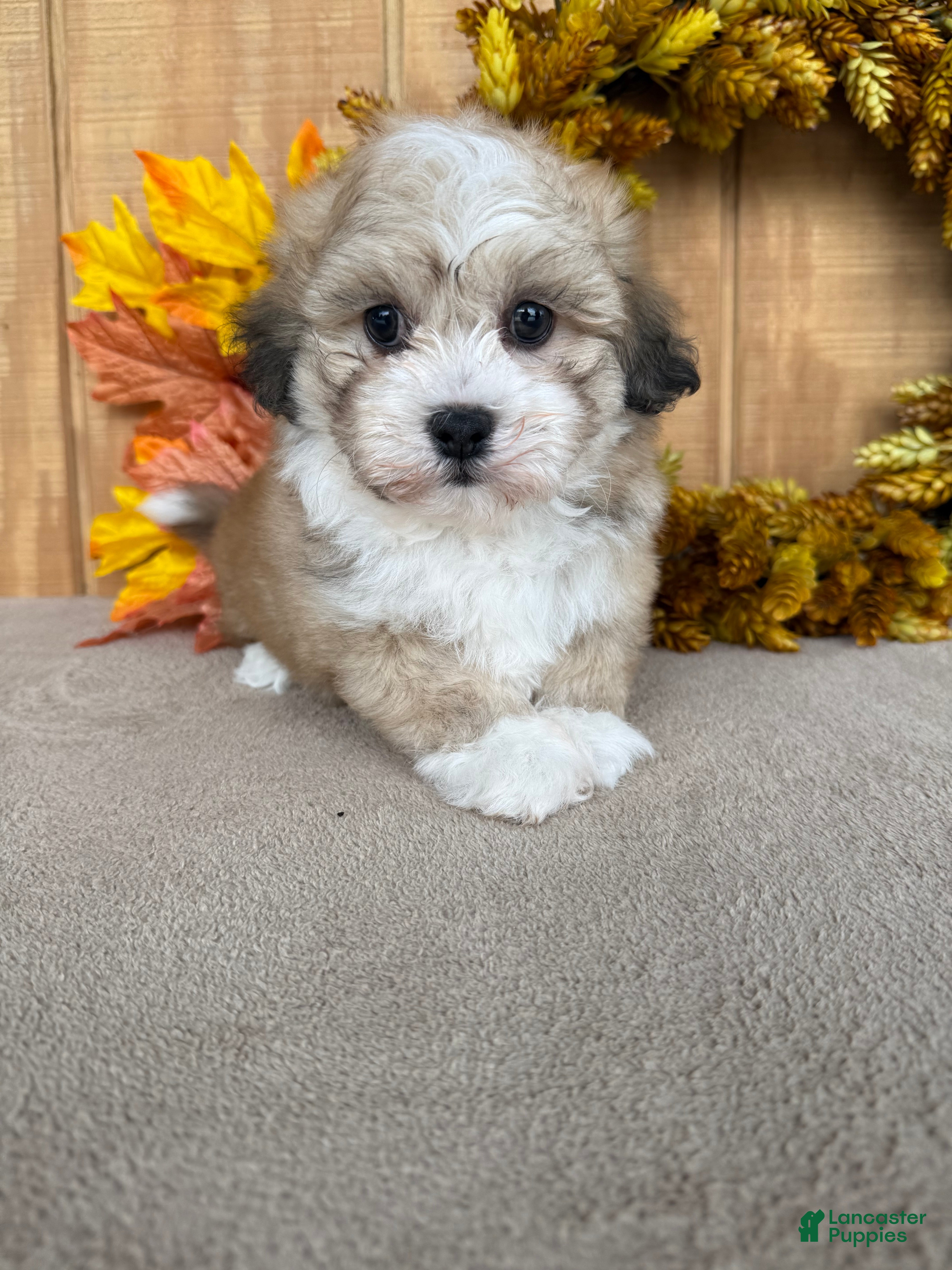 Teddy Bear dogs Teddy - Ad 2