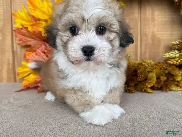 Teddy Bear dogs for sale: Teddy - Ad 2