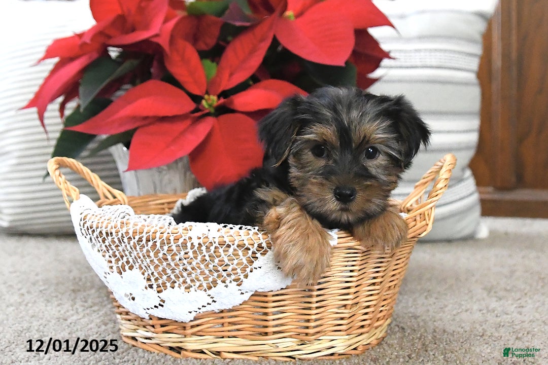 Yorkshire Terrier dogs for sale: Abby - Ad 3