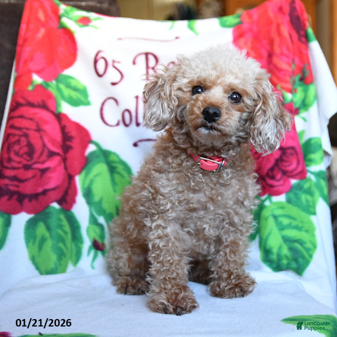 Toy Poodle dogs for sale: Shelley - Ad 1