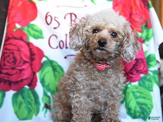 Toy Poodle dogs for sale: Shelley - Ad 1