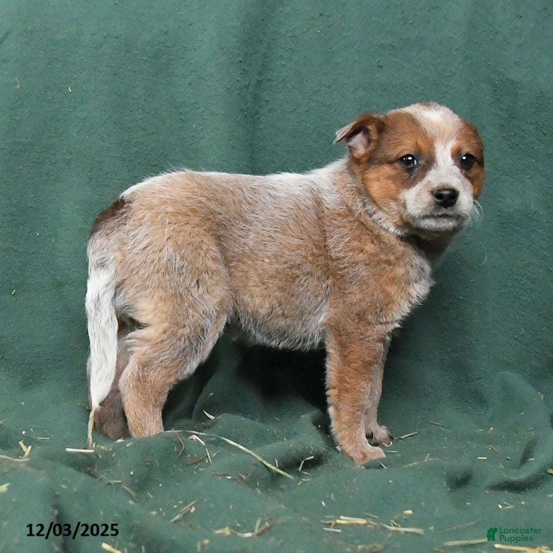 Australian Cattle Dog dogs for sale: Outlaw - Ad 5