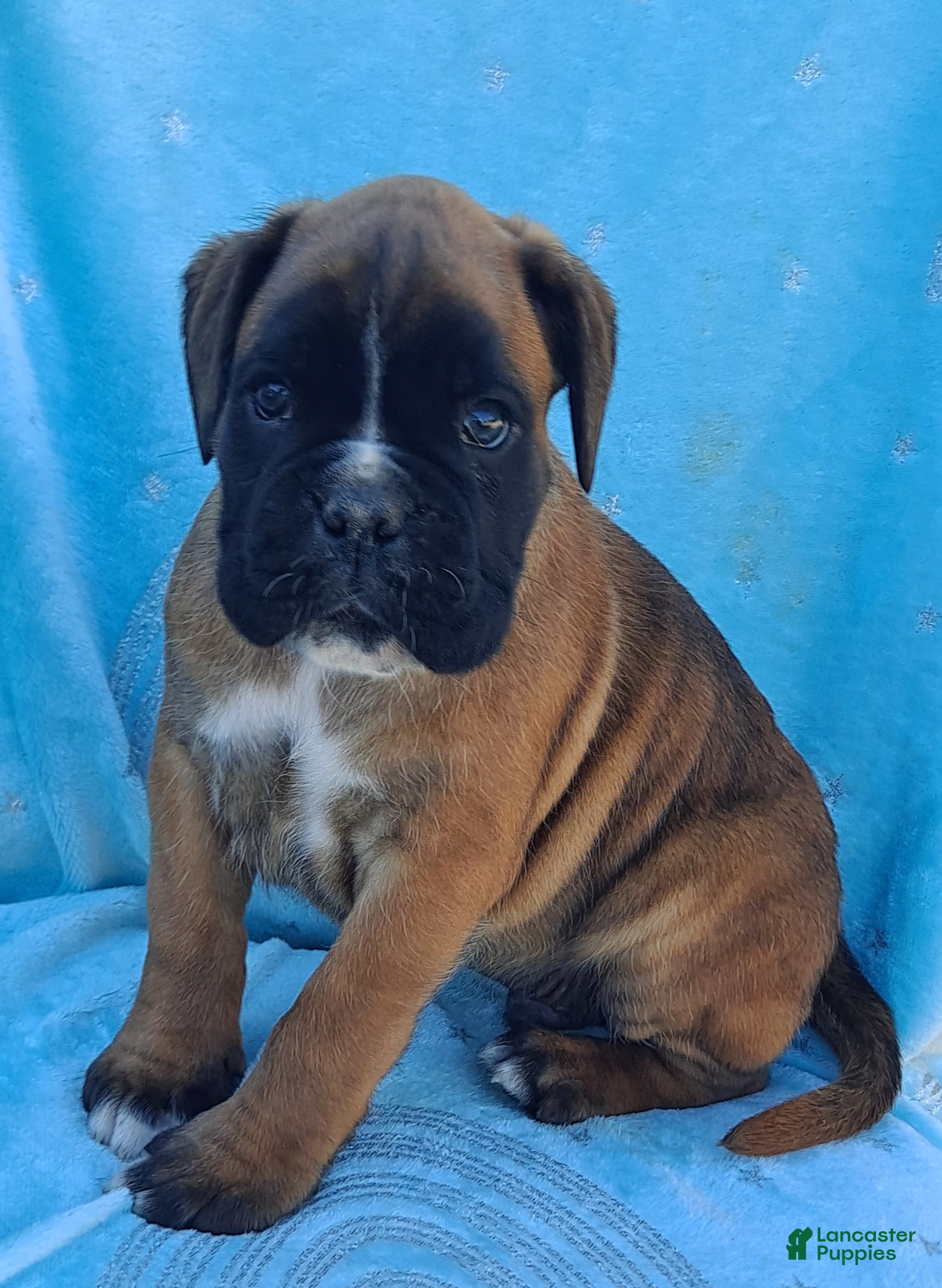 Boxer dogs Tank  - Ad 2
