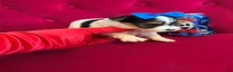 Yorkshire Terrier dogs for sale: Banana  - Ad 2