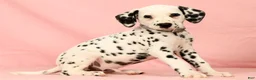 Dalmatian dogs for sale: Ringo - Ad 4